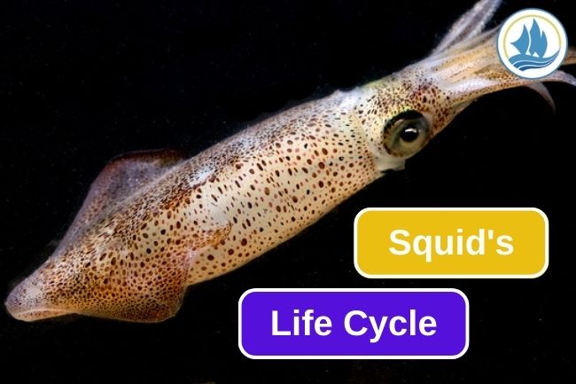 This Is The 5 Stages Of Squid’s Life